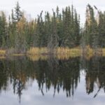 Boreal forests shade northern permafrost so effectively that summer thaw stays about one metre shallower; researchers estimate their canopies keep 59 billion tonnes of carbon frozen
