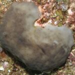 Scientists transplanted 42 sea sponges into a polluted Spanish marina; 91.7% of one species survived 455 days and began creating mobile clones