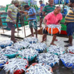 $1bn SEZs in the works to boost seafood exports