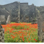 2,000 years after Pompeii vanished beneath volcanic ash in one of history's deadliest volcanic disasters, the ancient Roman street is blooming with flowers, offering a symbol of nature's renewal
