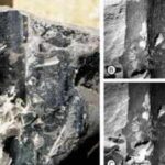 24-million-year-old Kevda fossil leaves discovered in Assam reveal ancient tropical forests of India