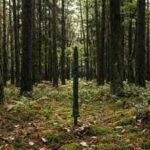 2,700-year-old sword found standing upright in a Polish forest may reveal a forgotten Bronze Age ritual