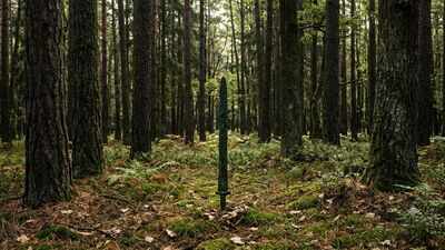 2,700-year-old sword found standing upright in a Polish forest may reveal a forgotten Bronze Age ritual