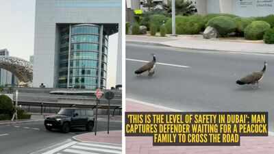 'This is the level of safety in Dubai': Man captures Defender waiting for a peacock family to cross the road |