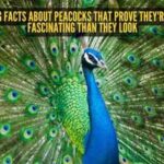 5 shocking facts about peacocks that prove they're far more fascinating than they look |