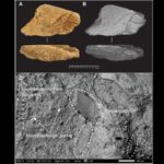500,000-year-old elephant bone tool found in England reveals advanced early human technology