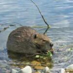 In 1980, Mount St Helens buried a river valley in volcanic sediment. Then 58 beavers helped turn the wasteland into a thriving wetland