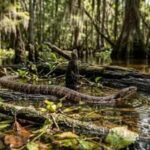 6 most snake-filled water bodies in South Carolina: From the Savannah River to the ACE Basin