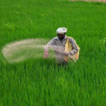 India's fertiliser game plan: Over 32 lakh tonnes imported in Q1; strengthened supply chain through overseas deals