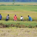 Weak rains could dent farm incomes, consumption and inflation outlook: S&P