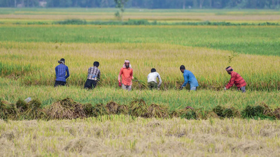 Weak rains could dent farm incomes, consumption and inflation outlook: S&P
