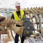 A 120-year-old North Atlantic right whale skeleton left Hull Museum for conservation 6 years ago, now it has returned as the centrepiece of a new gallery