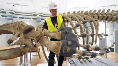 A 120-year-old North Atlantic right whale skeleton left Hull Museum for conservation 6 years ago, now it has returned as the centrepiece of a new gallery