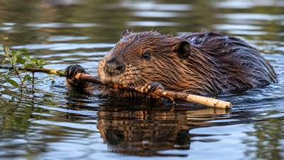 A 13-year-old boy was airlifted after a rabid beaver attacked him at a Maryland state park, forcing officials to close the swimming beach
