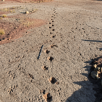 A 66-million-year-old dinosaur highway in Bolivia reveals more than 16,000 fossil footprints from the final days of the dinosaurs