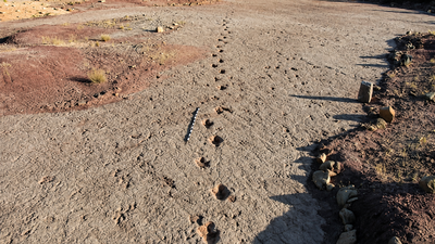 A 66-million-year-old dinosaur highway in Bolivia reveals more than 16,000 fossil footprints from the final days of the dinosaurs