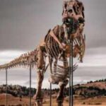 A 67-million-year-old T. rex discovered on a South Dakota ranch has sold for $50.1 million, becoming the most expensive dinosaur fossil ever auctioned