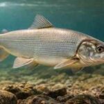 In America’s Great Lakes, invasive mussels made the water look cleaner but broke the food chain; native whitefish could now vanish from some areas within five years