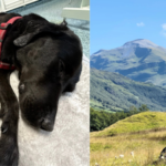 A dog ate marijuana on Scotland's highest mountain, got too high to stand and had to be carried down by mountain rescuers