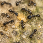 A Michelin-starred restaurant in South Korea served 49,000 ants as dessert garnish, owner faces jail