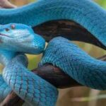 The deadliest snakebite hotspots around the world where travellers should think twice before visiting