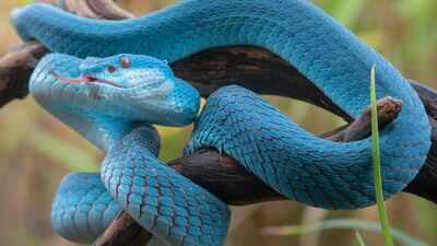 The deadliest snakebite hotspots around the world where travellers should think twice before visiting