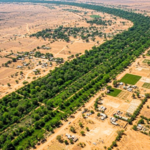 After the Great Wall of China, Africa is building an 8,000-km 'Wall of Trees' to fight climate change, restore land and feed millions