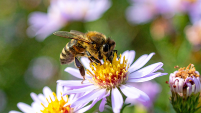 After two years of banning bee-harming pesticides, France allows their return, facing backlash from environmentalists