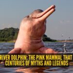 Amazon river dolphin: The pink mammal that inspired centuries of myths and legends