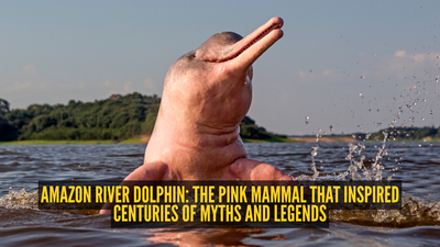 Amazon river dolphin: The pink mammal that inspired centuries of myths and legends