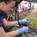 After growing plants in space for years, NASA research could help astronauts grow medicines on demand, starting with tobacco and a harmless virus