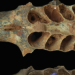Ancient bees, 20,000 years ago, built nests inside the tooth sockets of fossilized animal jaws: Scientists discover first known case of bees using bone as a nursery |