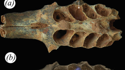 Ancient bees, 20,000 years ago, built nests inside the tooth sockets of fossilized animal jaws: Scientists discover first known case of bees using bone as a nursery |