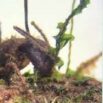 The Amazon’s zombie fungus manipulates ants into biting plants before death; scientists have now found it living silently inside mosses more than 10 metres away