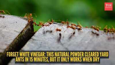 Forget white vinegar: This natural powder cleared yard ants in 15 minutes, but it only works when dry