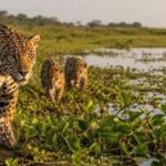 Argentina lost jaguars from its Iberá wetlands nearly 70 years ago, but conservationists have now brought the country's largest wild cat back through an ambitious rewilding project