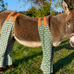 As temperatures soar, dozens of donkeys in UK are wearing pyjamas and 'don-gerees' to stop painful insect bites, and the clever reason is winning hearts