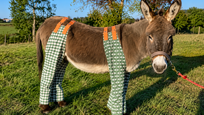 As temperatures soar, dozens of donkeys in UK are wearing pyjamas and 'don-gerees' to stop painful insect bites, and the clever reason is winning hearts