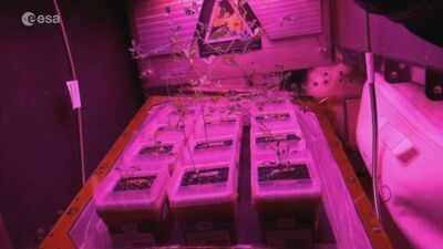 Astronaut reveals the tiny glowing garden inside the International Space Station where scientists are learning how to grow food for future Moon and Mars missions