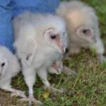 Six fluffy barn owlets were found nesting on a farm near Peterborough, bringing good news after the farm faced six suspected arson attacks this summer