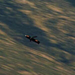 Low-cost smart munitions and cruise missiles, is this the future of combat?