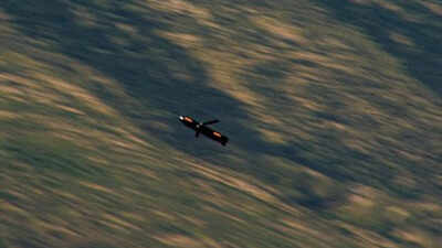 Low-cost smart munitions and cruise missiles, is this the future of combat?