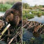 Beavers do far more than build dams: These 20-kilogram rodents create wetlands, raise groundwater and lock away carbon