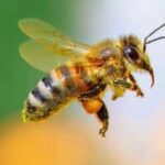 Scientists changed the fats in honeybees’ diets before pesticide exposure; survival rose to 90%, compared with below 50% on other diets