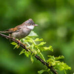 Mosquito species in the UK are potential carriers of avian malaria, new study finds
