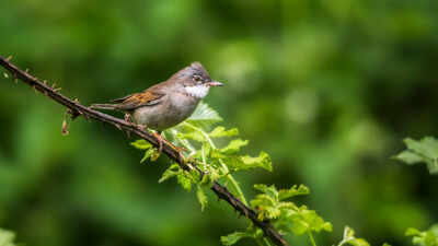 Mosquito species in the UK are potential carriers of avian malaria, new study finds
