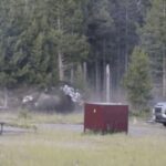 Watch: Bison flings man eight feet into air in dramatic attack at US Yellowstone National Park