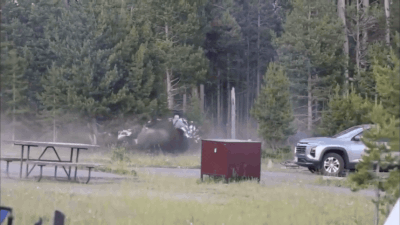 Watch: Bison flings man eight feet into air in dramatic attack at US Yellowstone National Park