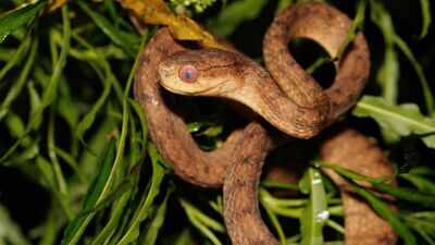 After World War II, a few snakes reached Guam; they now number up to 30,000 per square mile, and scientists found 19,000 hidden genetic changes