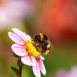 Bumblebees carry up to seven times more toxic metals than honeybees, even when feeding in the same fields; study finds